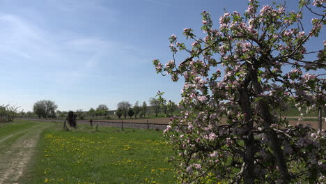 Germany-Fruit-Tree-Frames-Railroad-Track